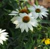 Echinacea purpurea PowWow 'White'