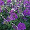 Verbena canadensis 'Homestead Purple'