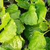 Ivy Plectranthus coleoides 'Green'