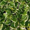 Ivy Plectranthus coleoides 'Variegata (Mint)'