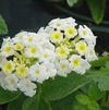 Lantana hybrid 'Silver Mound'