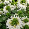 Scaevola aemula 'Scalora Top poT White'