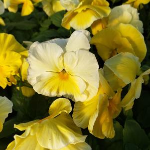 Pansy Viola wittrockiana Colossus 'Lemon Shades'