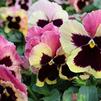 Pansy