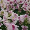 Snapdragon Antirrhinum majus Snapshot 'Plumblossom'