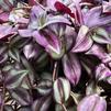 Wandering Jew Tradescantia zebrina 'Purple'