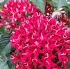 Pentas lanceolata Graffiti 'Red Velvet'