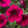 Petunia hybrida FotoFinish 'Burgundy'