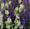 Angelonia angustifolia Serena 'Waterfall Mix'