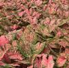 Caladium 'Pink Beauty'