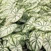 Caladium