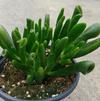 Succulent Crassula ovata 'Hobbit'