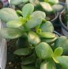 Succulent Crassula ovata arborescens 'Baby Jade'