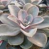 Succulent Echeveria 'Perle von Nurnberg'