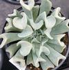 Succulent Echeveria ruyonii 'Topsy Turvy'