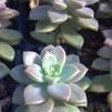 Succulent Graptosedum Vera Higgins