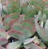 Succulent Kalanchoe thrysiflora 'Flap Jacks'