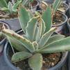 Succulent Kalanchoe tomentosa 'Panda Plant'