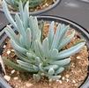 Succulent Senecio mandraliscae 'Blue'