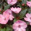 Impatiens hybrida hort Sunpatiens Compact 'Blush Pink'