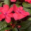 Impatiens hybrida hort Sunpatiens Compact 'Coral'