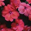 Impatiens hybrida hort Sunpatiens Compact 'Deep Rose'