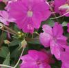 Impatiens hybrida hort Sunpatiens Compact 'Lilac'