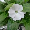 Impatiens hybrida hort Sunpatiens Compact 'White'