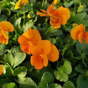 Viola cornuta Penny 'Orange'