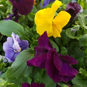 Pansy Viola wittrockiana Delta 'Premium Tri-Color Mix'