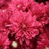 Chrysanthemum Wanda 'Red'