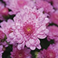 Chrysanthemum Chelsey 'Pink'