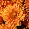 Chrysanthemum Hannah 'Orange'