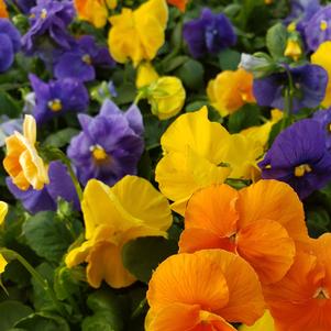 Pansy Viola wittrockiana 'Thunder Mix'