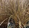 Grass Carex comans 'Bronco'