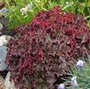 Heuchera hybrida 'Melting Fire'