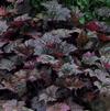 Heuchera micrantha 'Palace Purple'