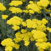 Achillea millefolium 'Moonshine'