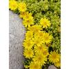 Delosperma nubigenum 'Yellow'