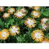 Delosperma 'Jewel Of Desert Topaz'