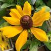 Rudbeckia hirta Toto 'Gold'