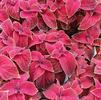 Coleus hybridus Wizard 'Velvet Red'