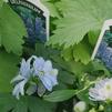 Delphinium elatum Magic Fountain 'Sky Blue'