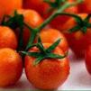 Small-Fruited Tomato