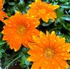 Gazania rigens New Day 'Clear Orange'