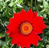 Gazania rigens New Day 'Red Shades'