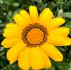 Gazania rigens New Day 'Yellow'