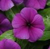 Vinca Catharanthus roseus Tattoo 'Blueberry'