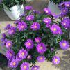 Aster Magic 'Purple'