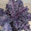 Ornamental Kale Brassica oleracea 'Redbor'